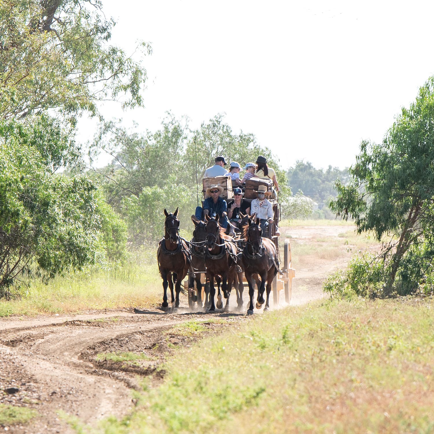 Guests riding the Cobb and Co stagecoach on a sunny day