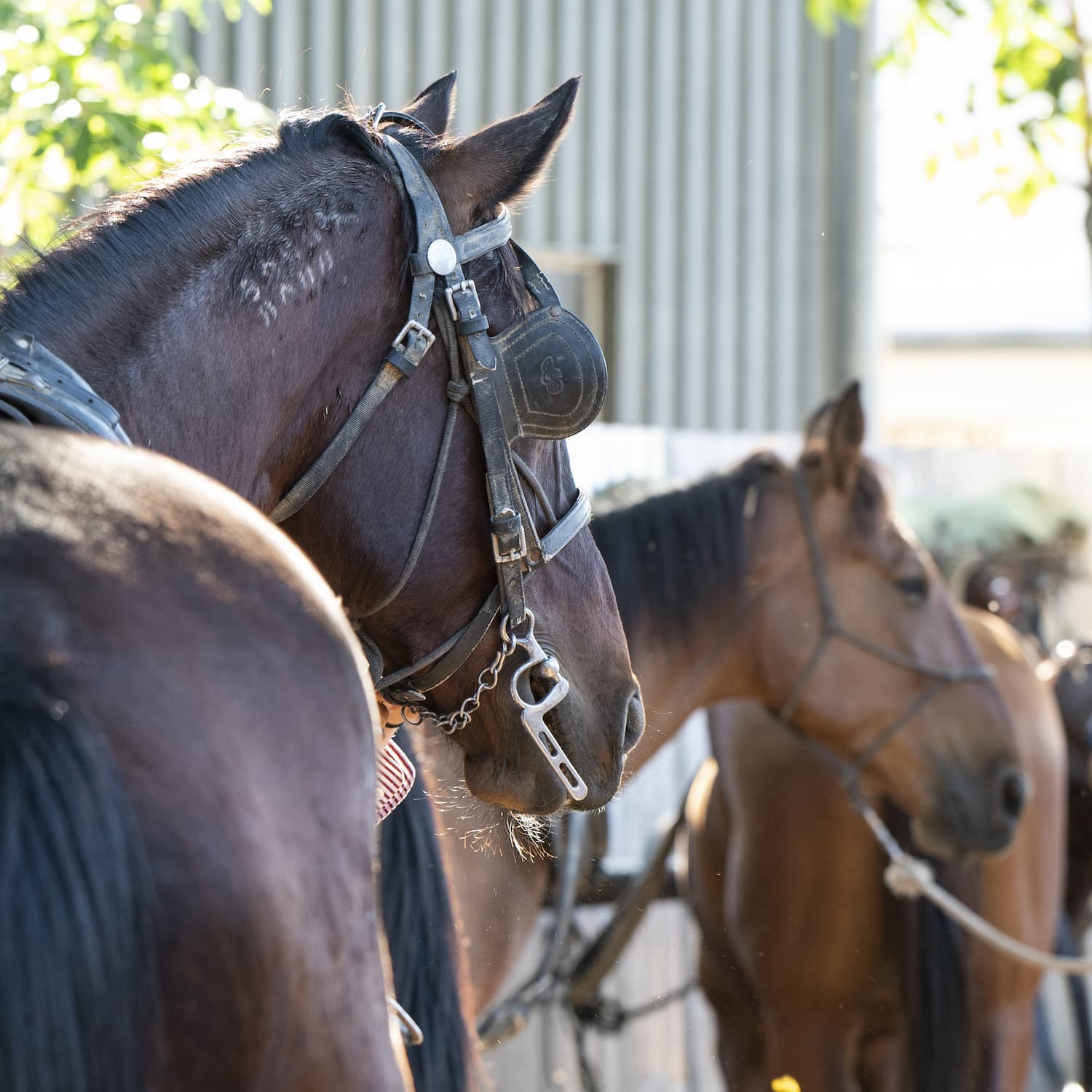 Close up of stagecoach horses harnessed with blinkers