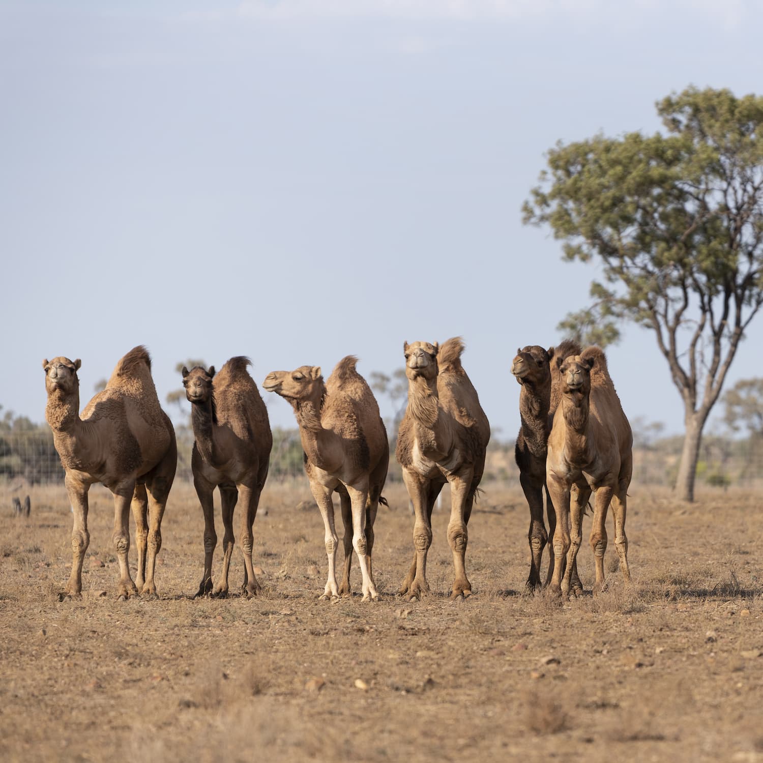 Afghan camels at Nogo Station