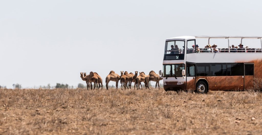 Camels standing beside the Outback Pioneers double-decker coach in the outback landscape