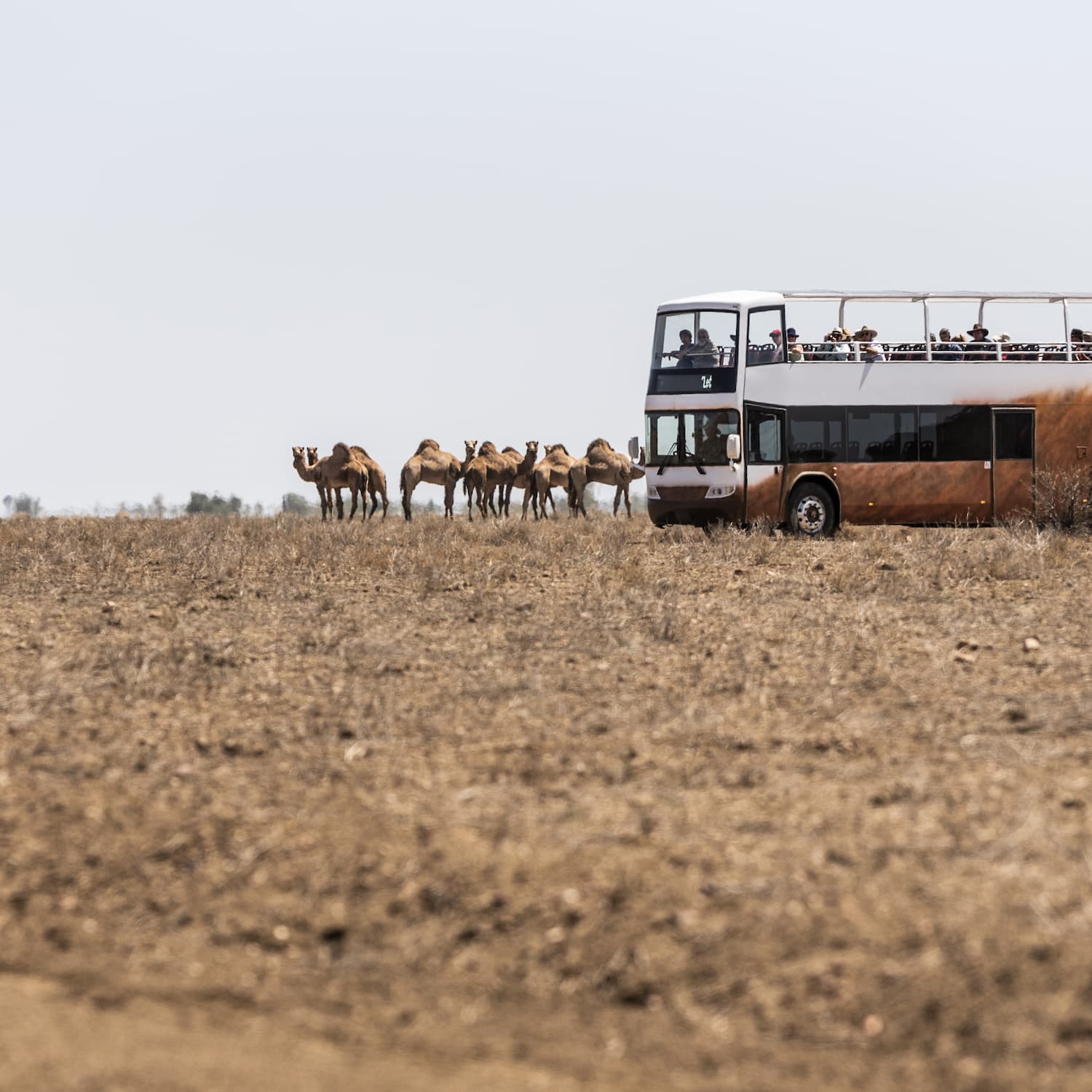 Camels standing beside the Outback Pioneers double-decker coach in the outback landscape