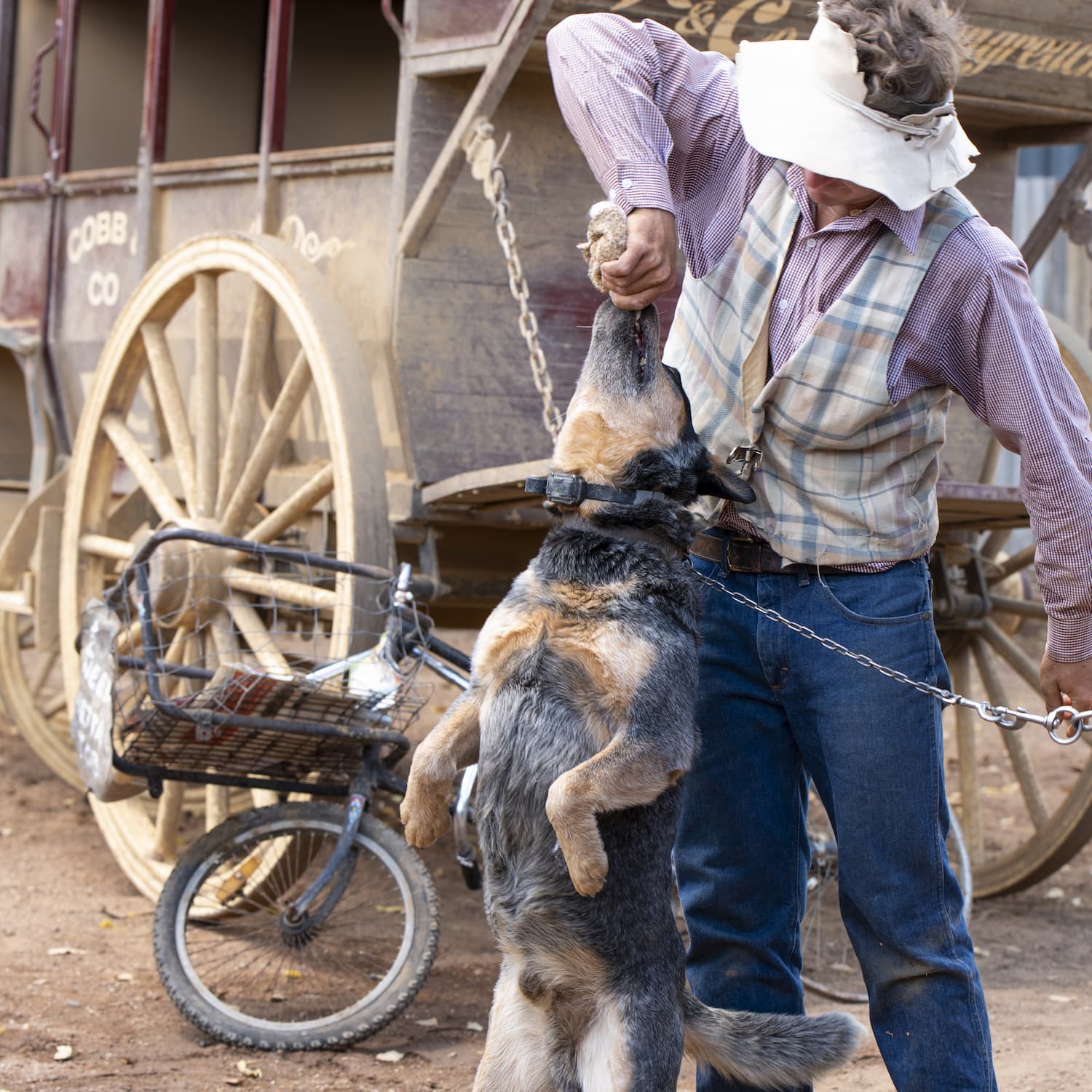 Stockman playing tug of war with a blue heeler dog. Cobb and Co Stagecoach parked in the background