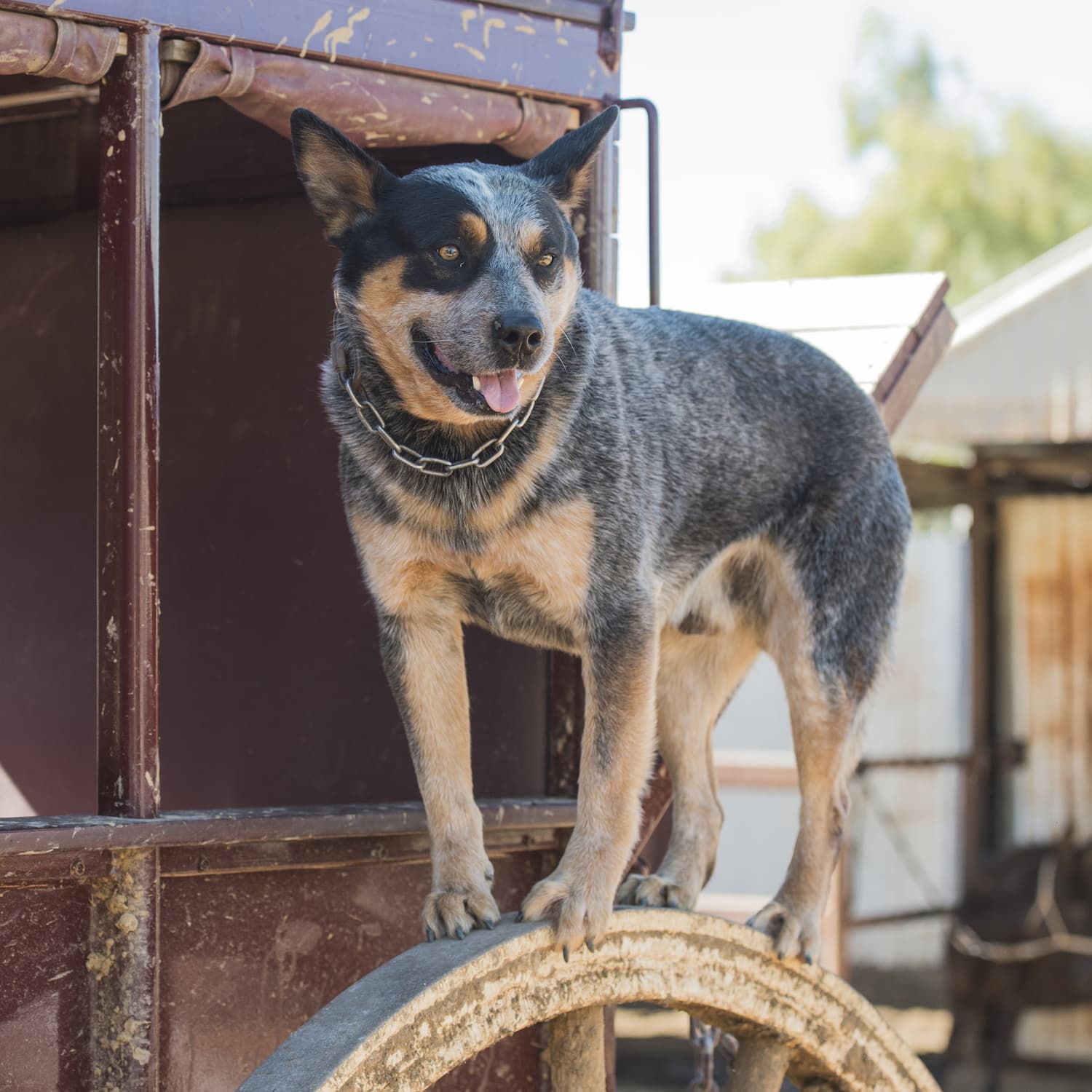 Australian cattle dog standing on the outer rim of a Cobb and Co Stagecoach wheel