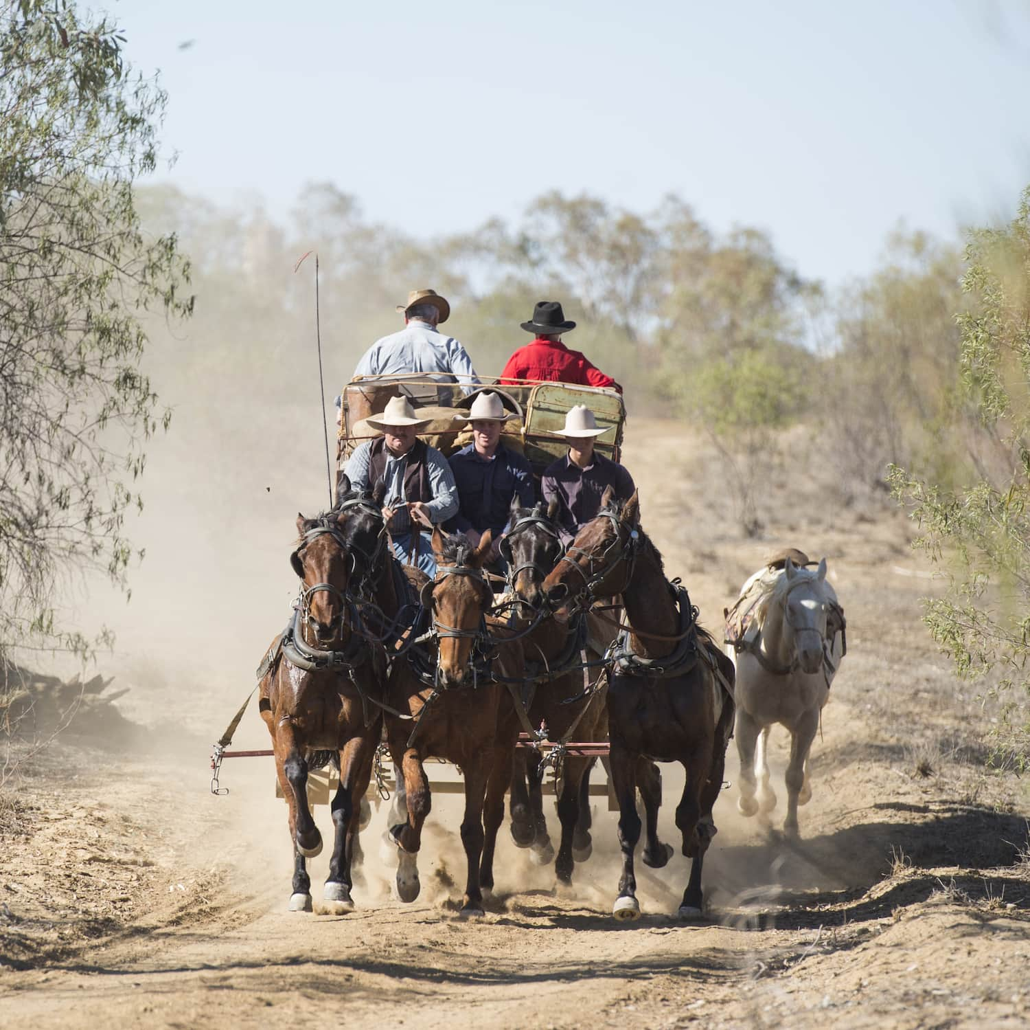 The Cobb and Co Stagecoach galloping on a bush track