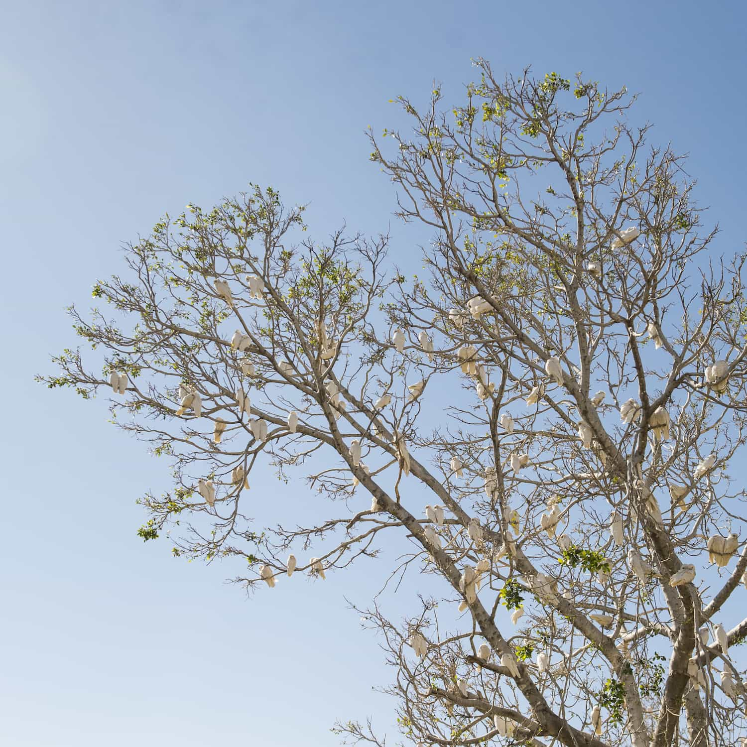 Corellas roosting in tree