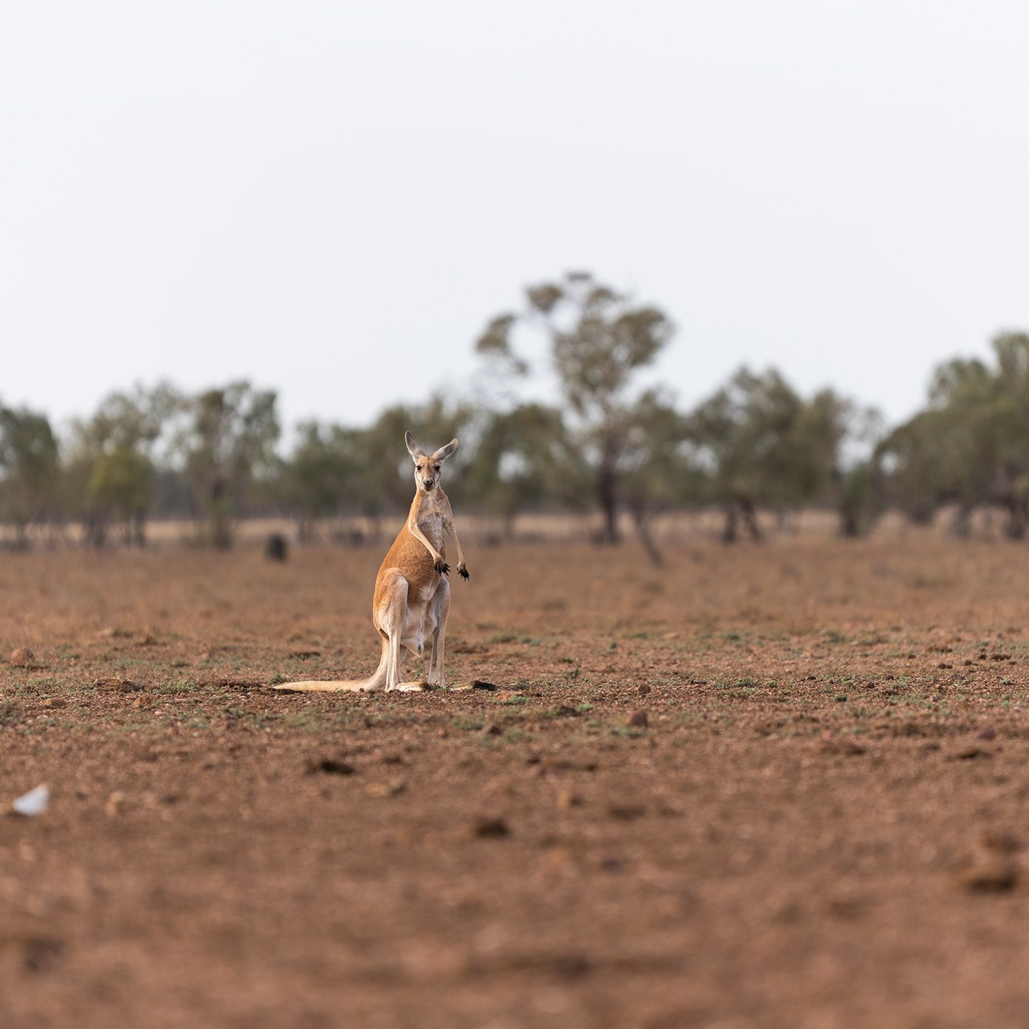 A kangaroo in the outback, looking into the camera