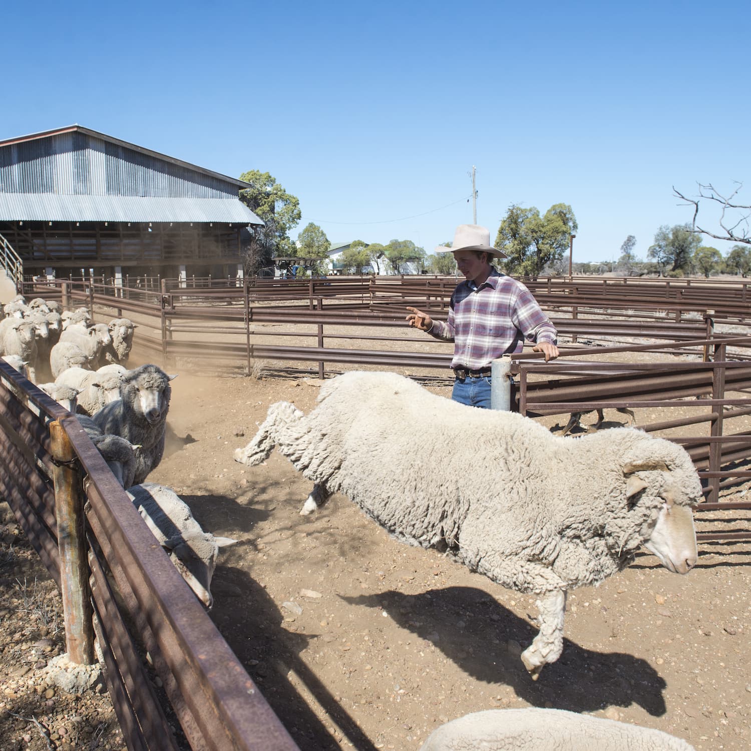 Merino sheep running down Nogo Station's shearing shed ramp, with man counting as they pass by