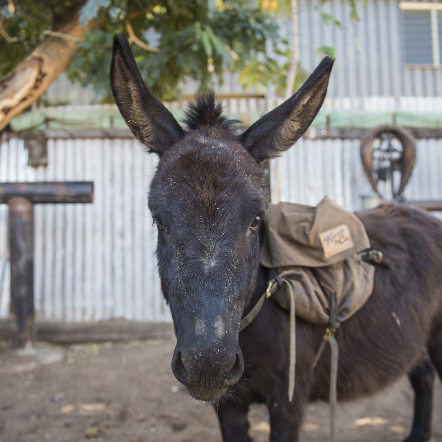Donkey with pack saddle standing in a yard