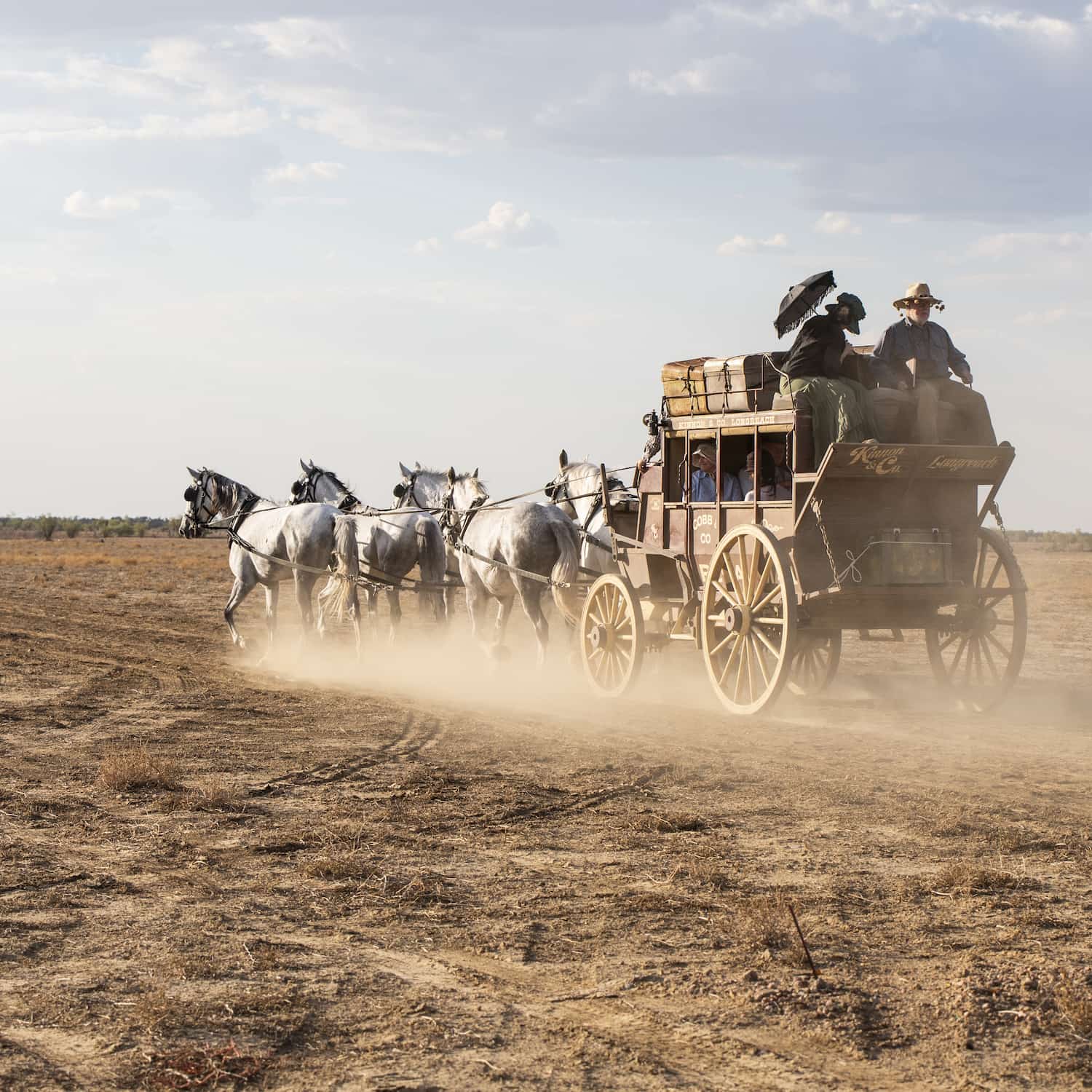 Team of grey horses pulling a stagecoach on a dusty outback track