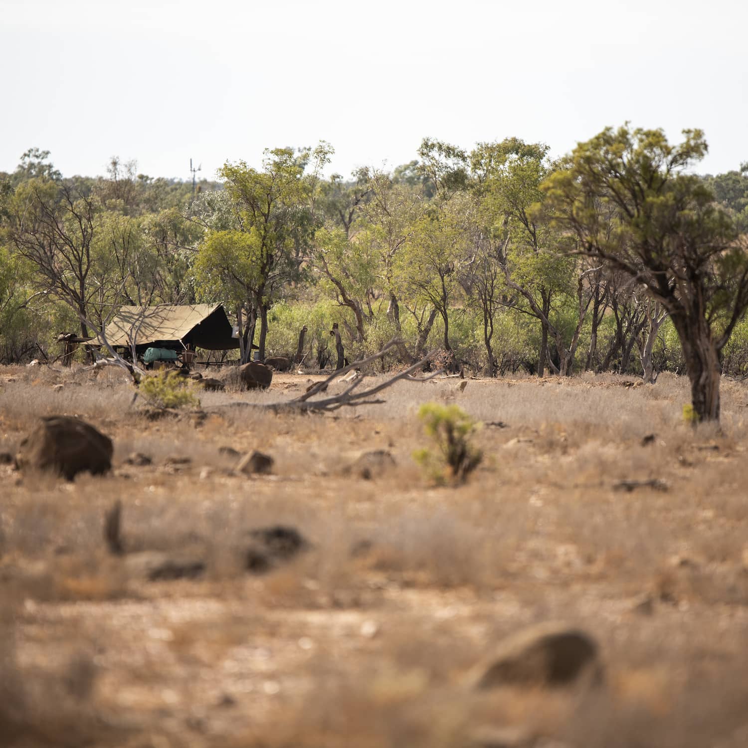 Harry Redford's bush camp at Nogo Station