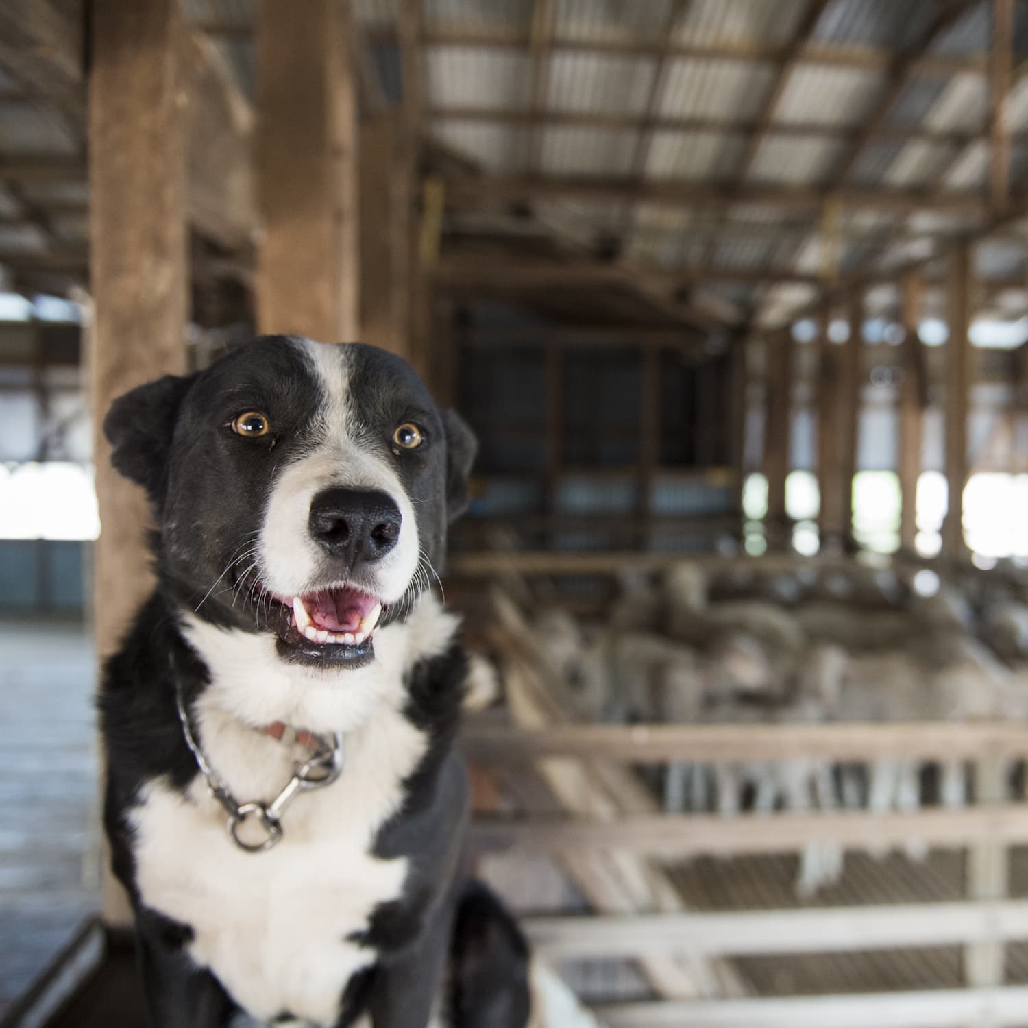 Black and white cattle dog in shearing shed