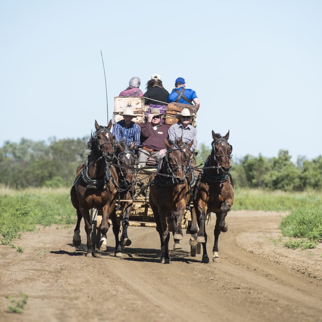 Cobb and Co Stagecoach galloping on a bush track