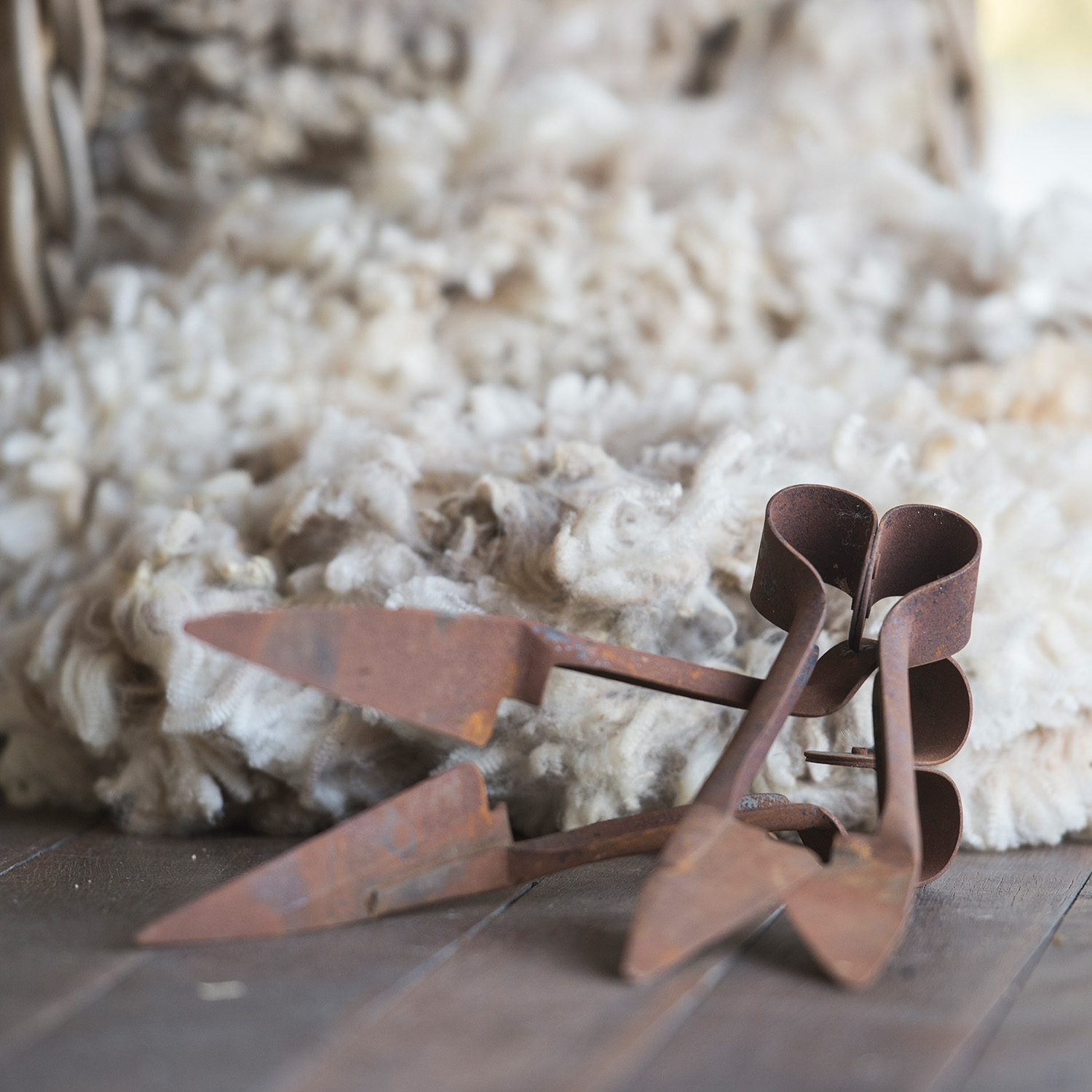Two pairs of shears sat in front of a pile of wool.