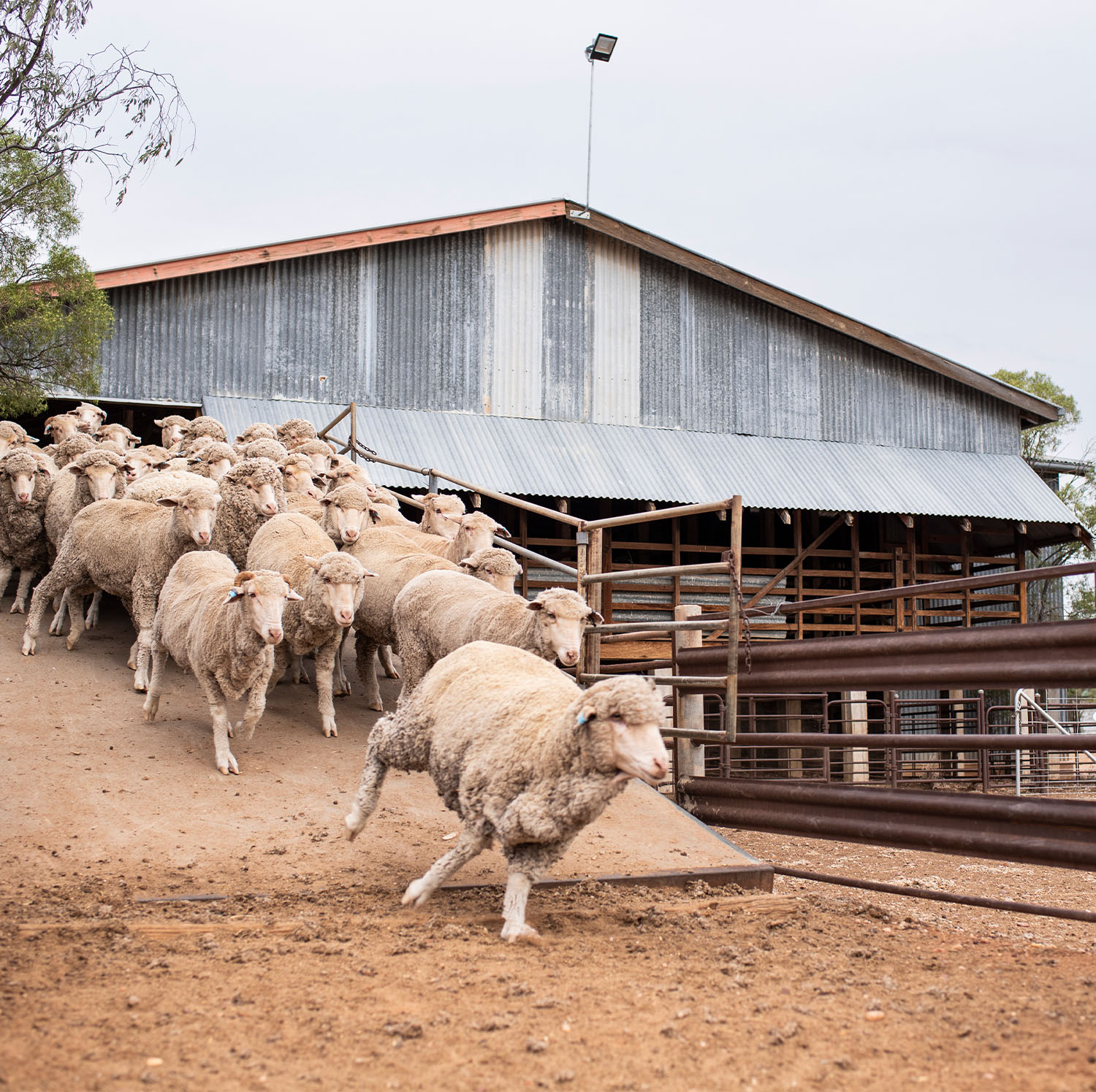 A flock of sheep running down a ramp at Nogo station