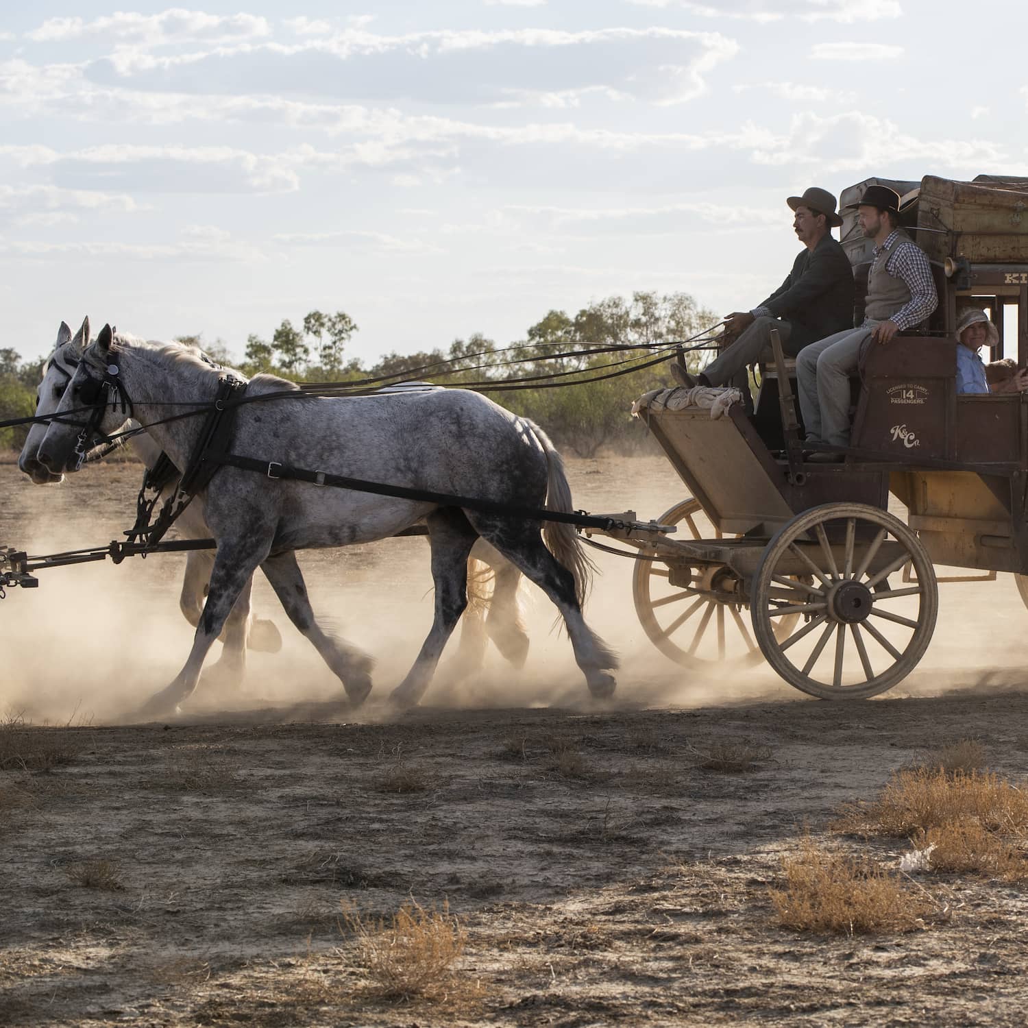 Side view of grey horses pulling a Cobb and Co Stagecoach