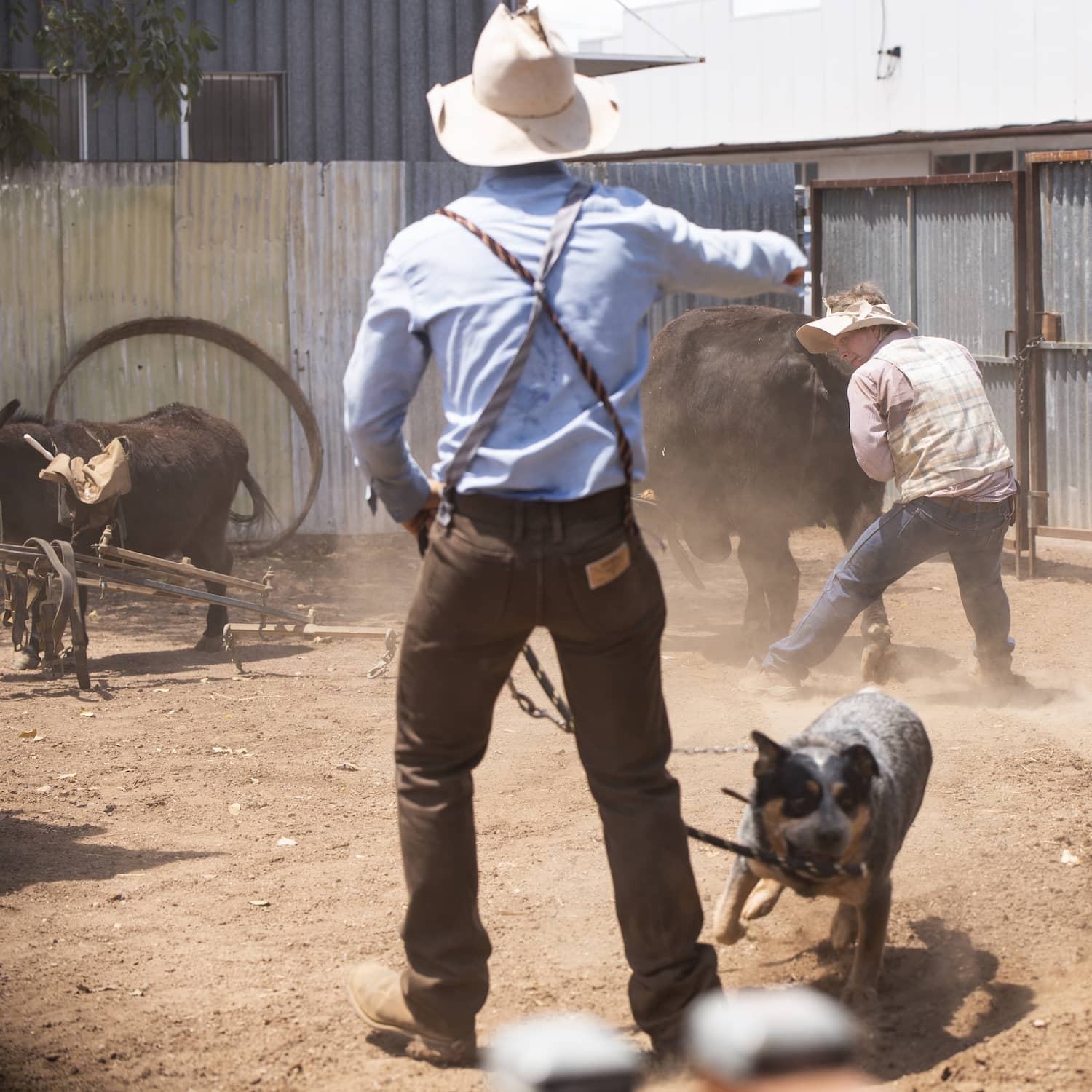 Two men performing in a dusty yard with a black bull and a cattle dog