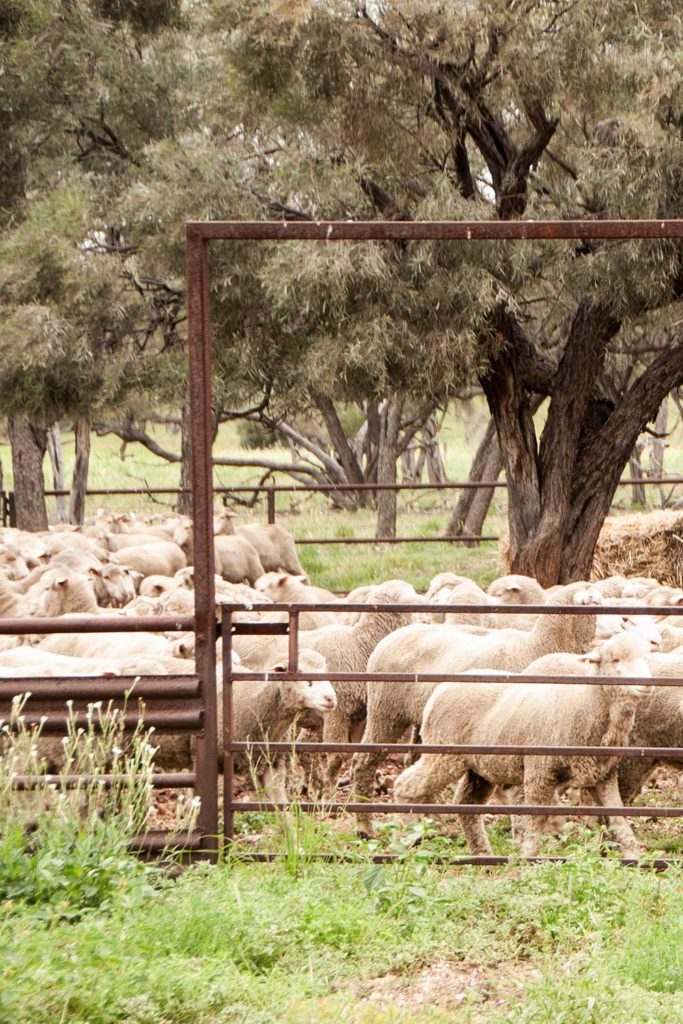 Yarded Merino sheep