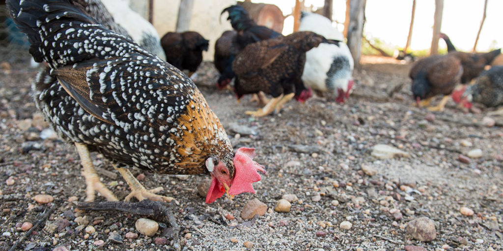 Chickens scratching around