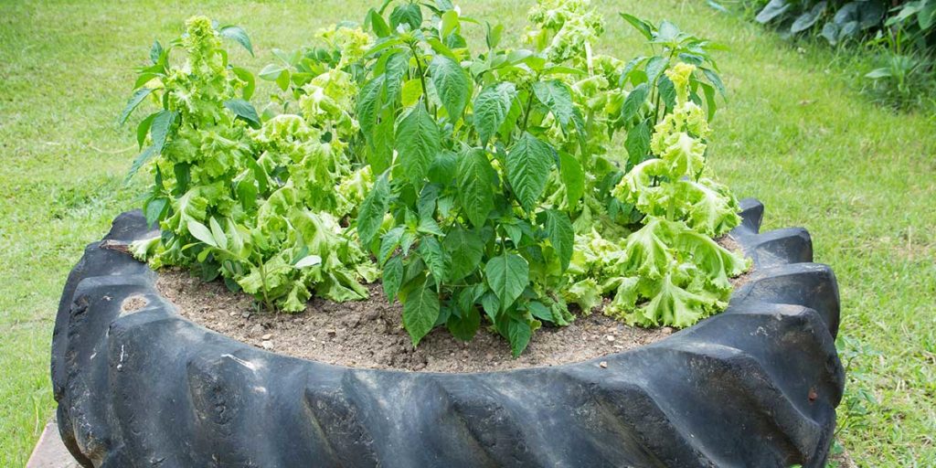 Herb garden planted inside a truck tyre