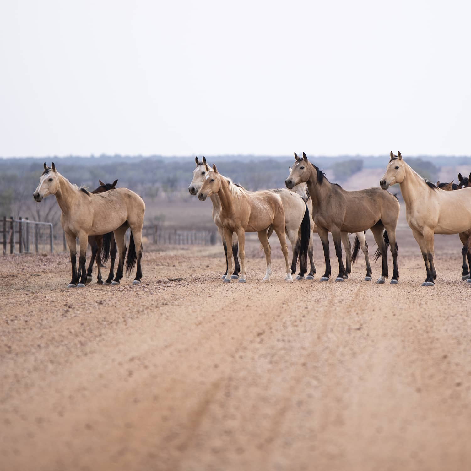A group of horses standing on an outback roadway