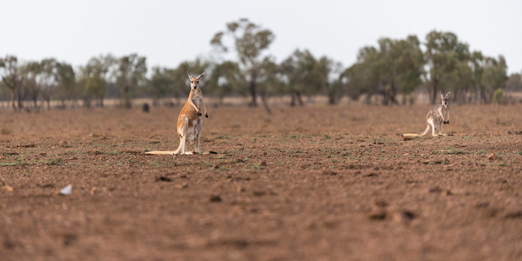 Kangaroos standing in a drought landscape