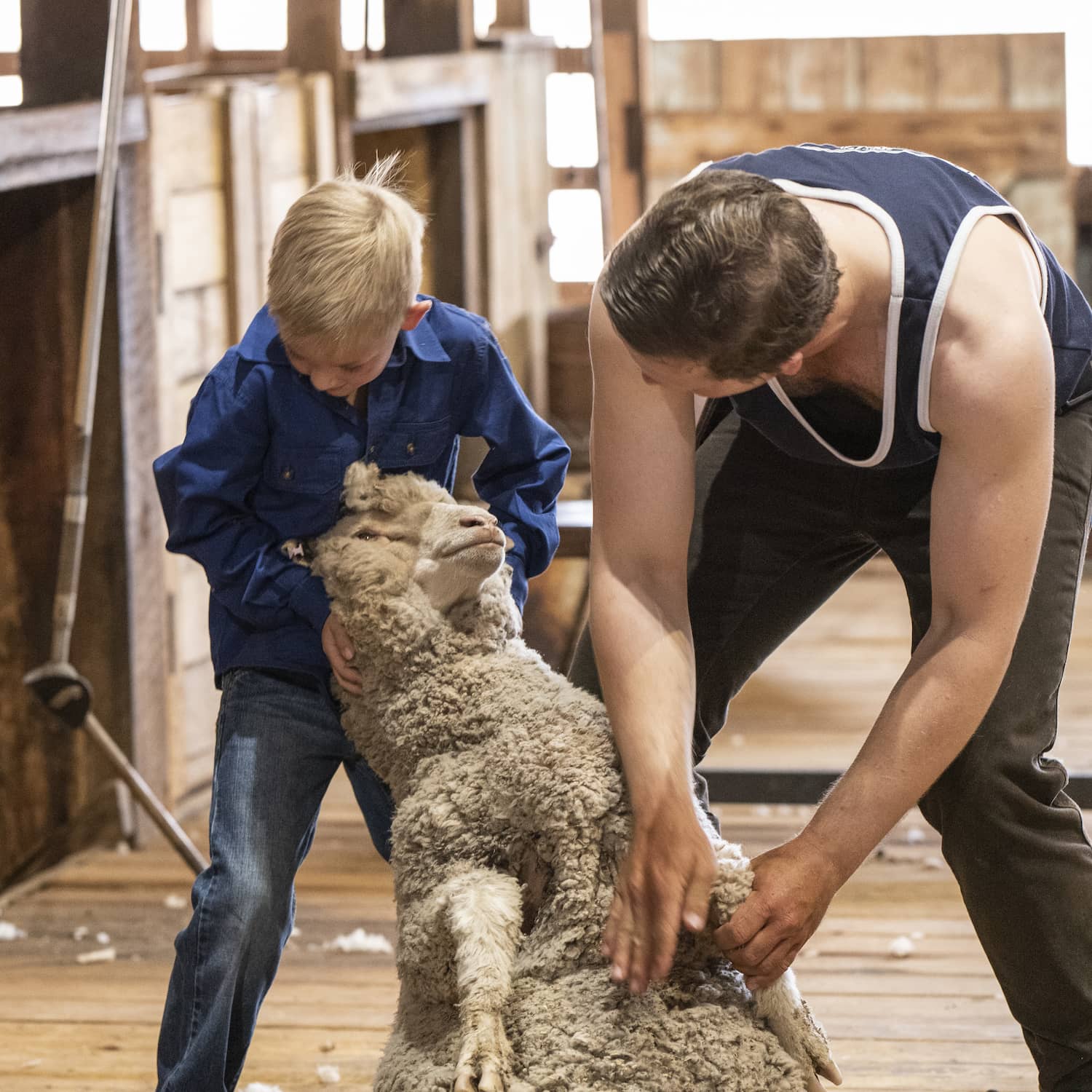 Young boy helping with a sheep shearing demonstration