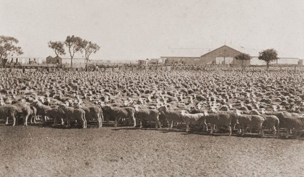 Historic image of thousands of merino sheep gathered on outback property