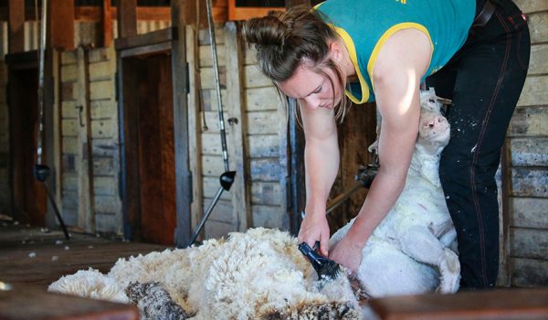 Young female shearing a sheep