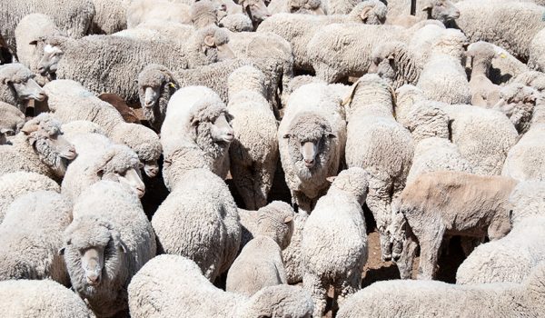 A flock of merino sheep