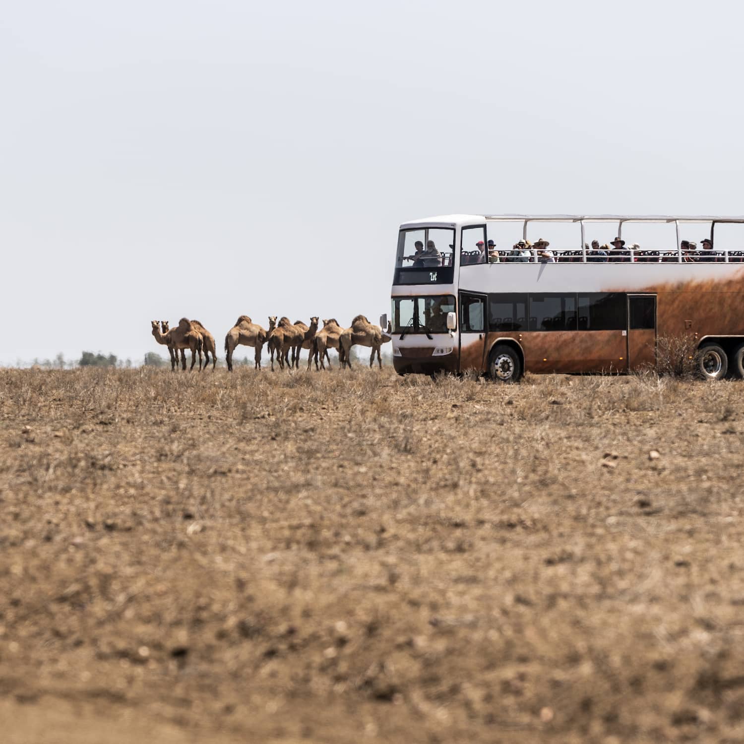 Camels standing beside the Outback Pioneers double-decker coach in the outback landscape