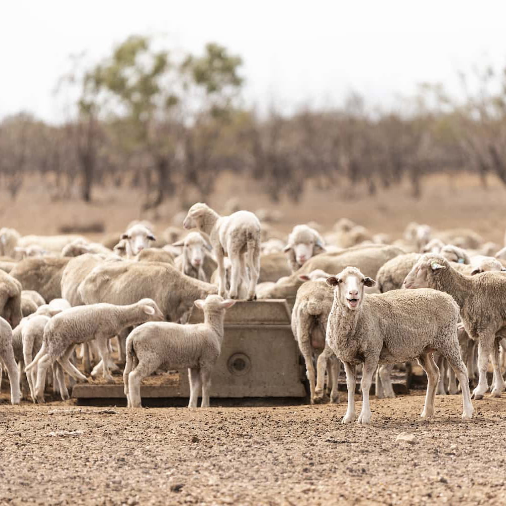 Merino sheep standing around a water point on Nogo Station