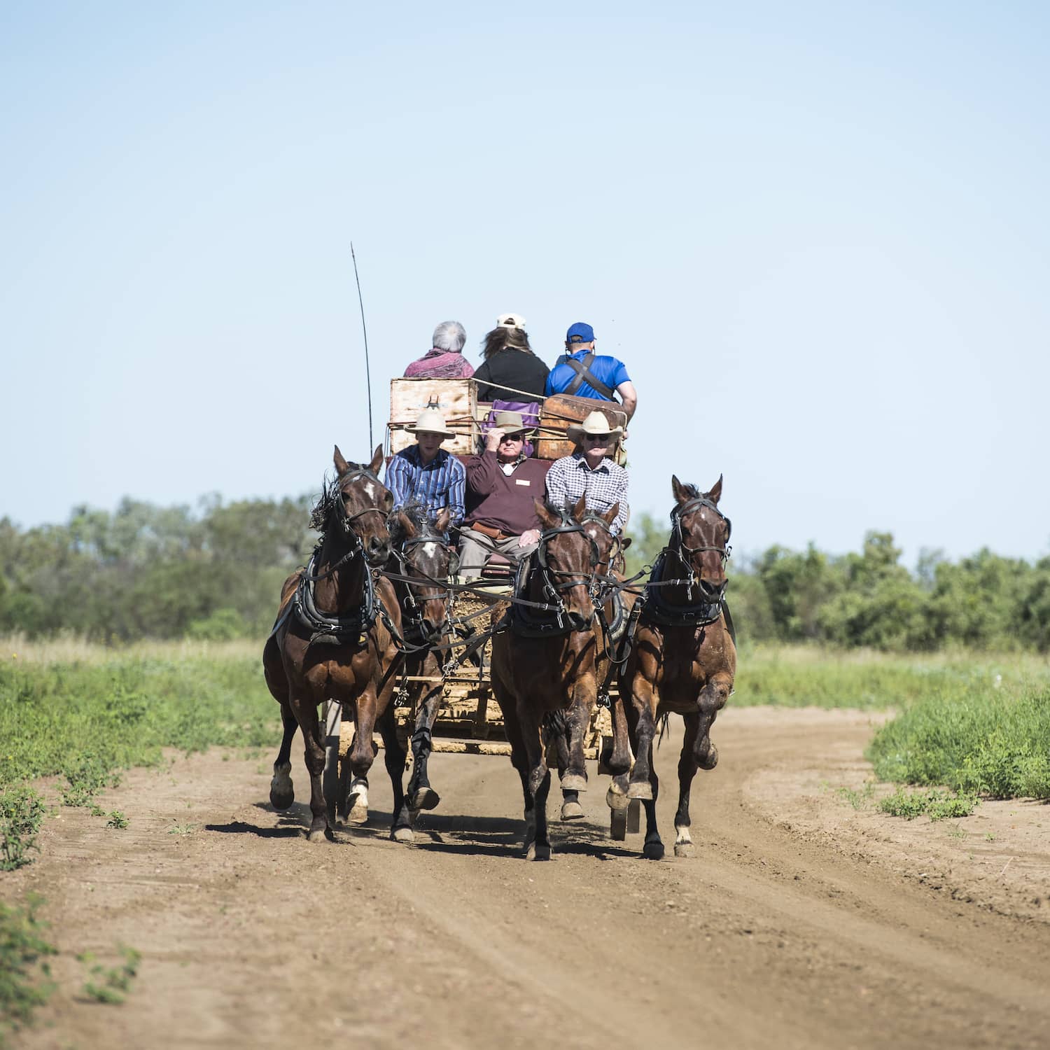 Cobb and Co Stagecoach galloping around the bend, Longreach Common