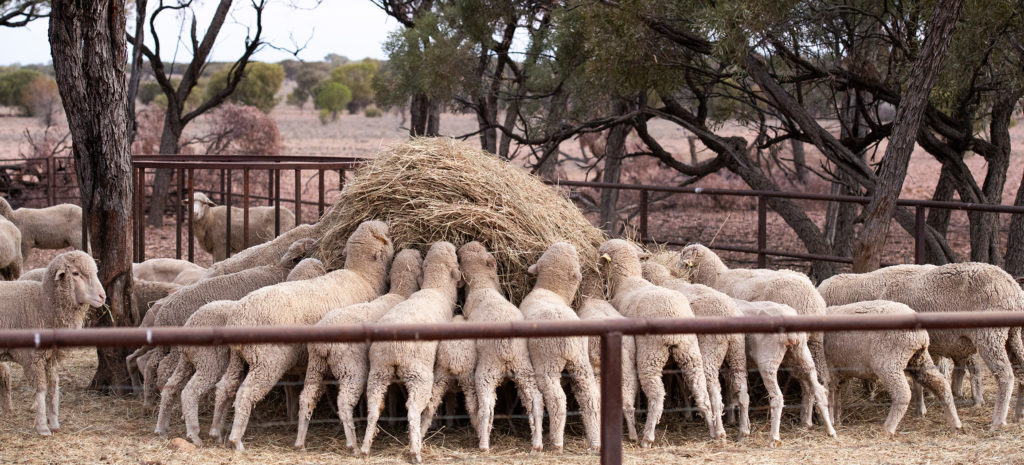 Feeding the sheep at Nogo Station