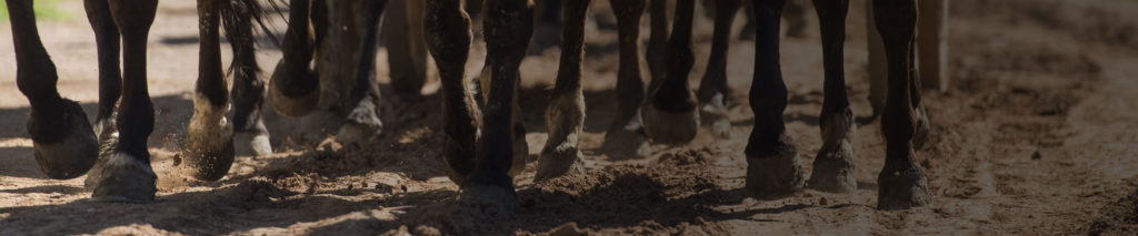 Close up of horses hooves