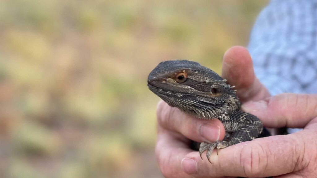 Blue tongue lizard being cradled in hands