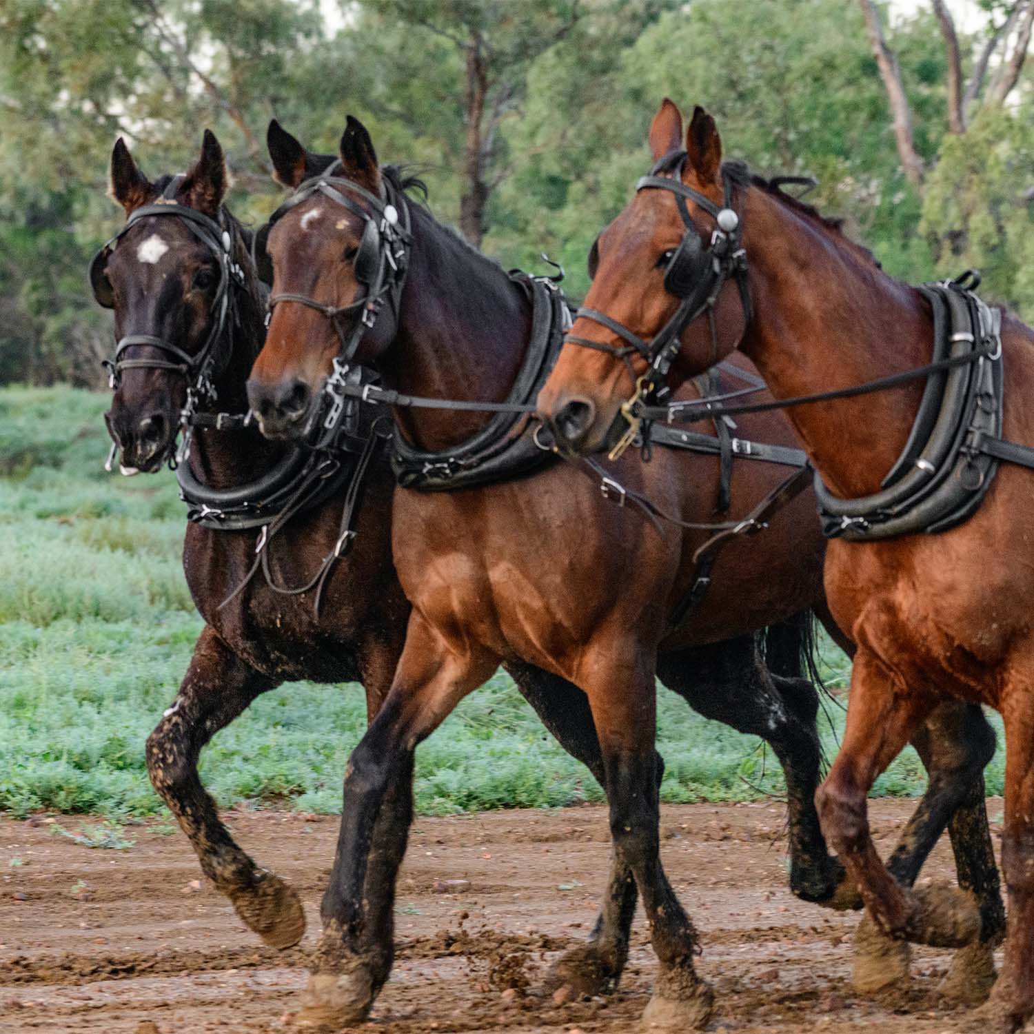 Three horses galloping along a muddy trail