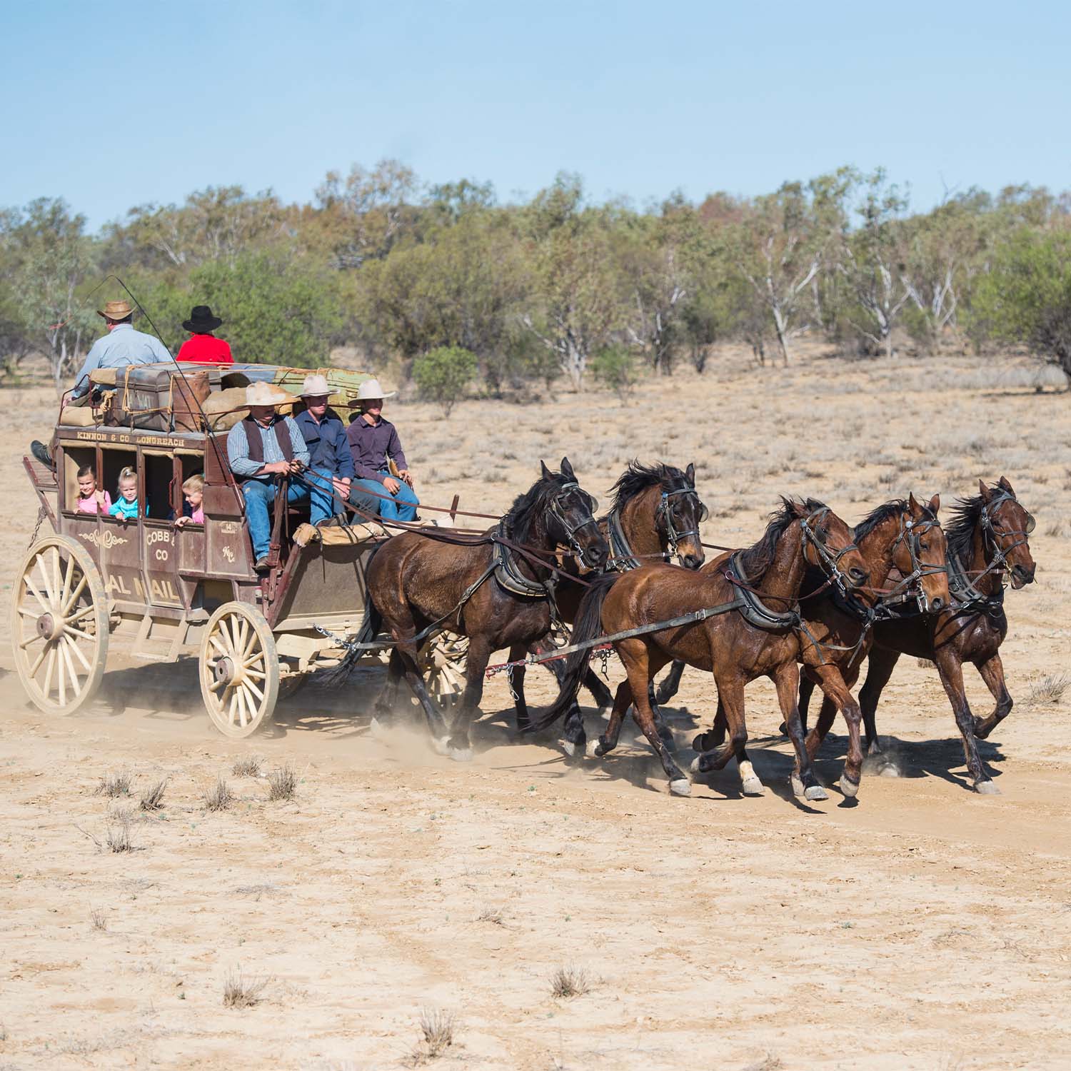 The cobb & Co stagecoach Experience kicking up dust along the track