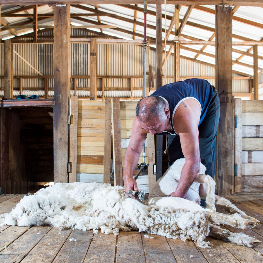A man in the shearing shed shearing a sheep