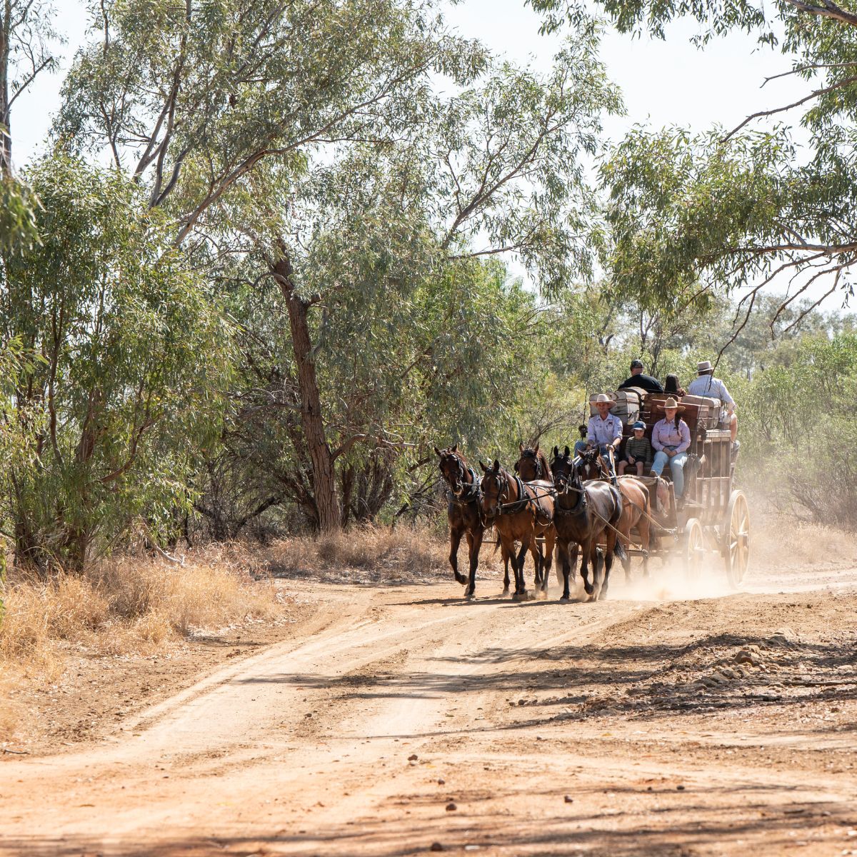 Cobb & Co on the dusty track