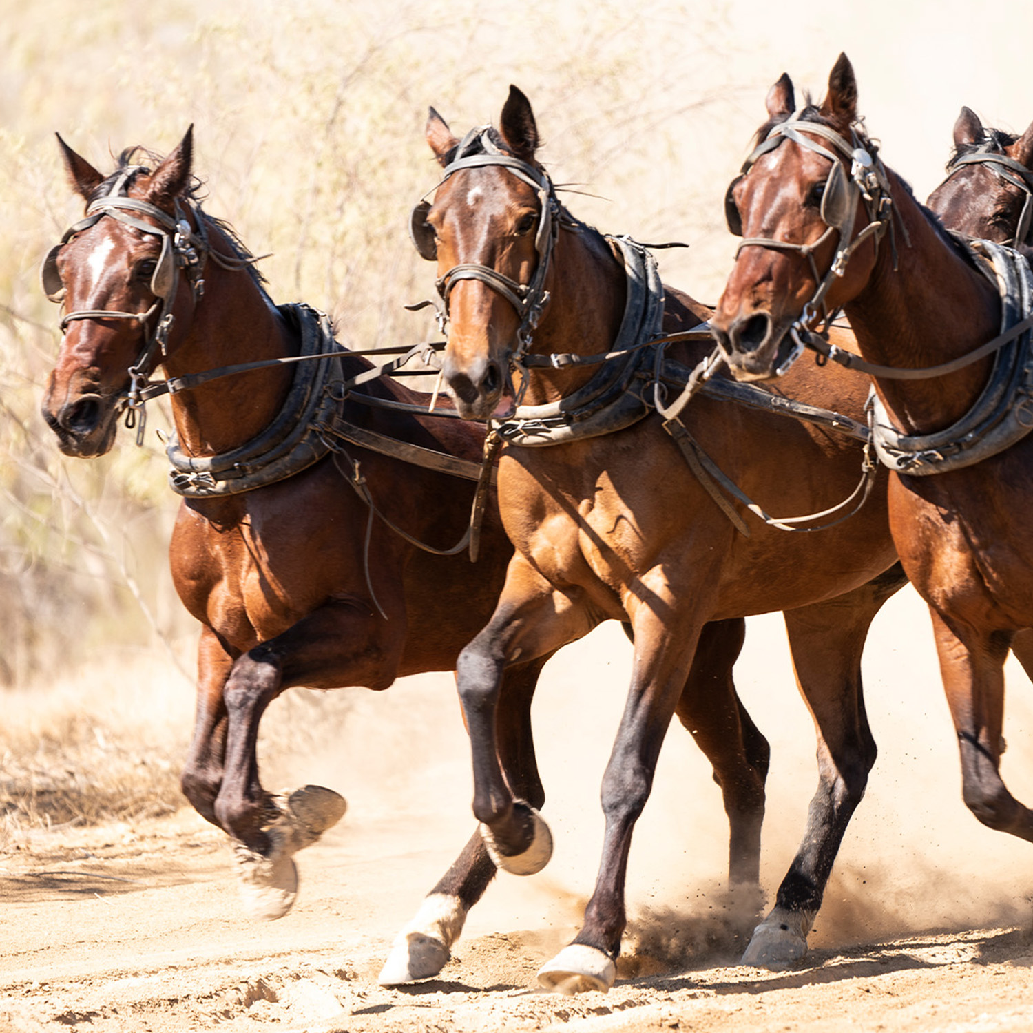 Horses galloping the dusty track