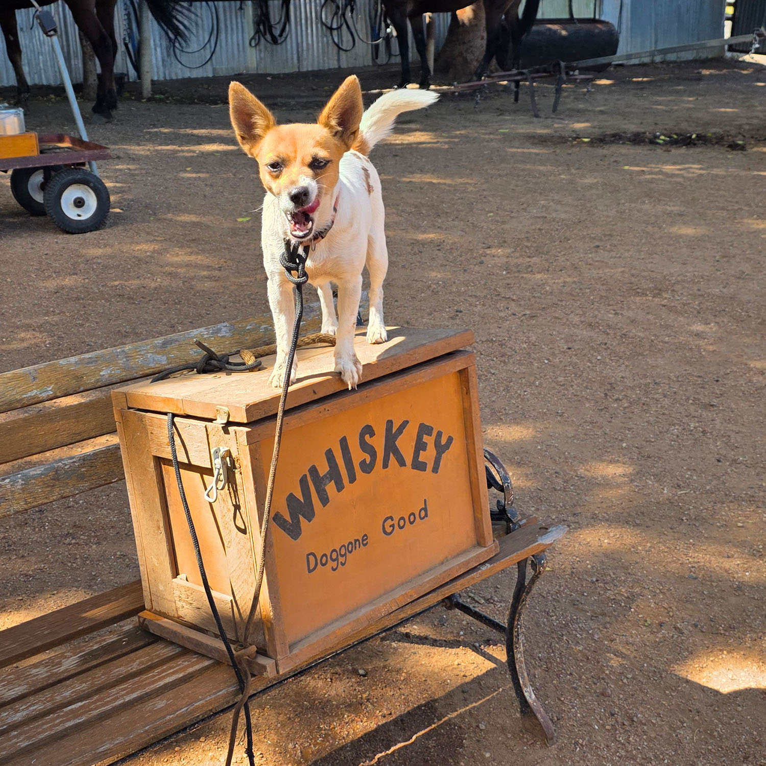 OP-OTTS-whiskey-dog